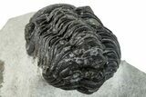 Bargain, Austerops Trilobite - Ofaten, Morocco #287546-4